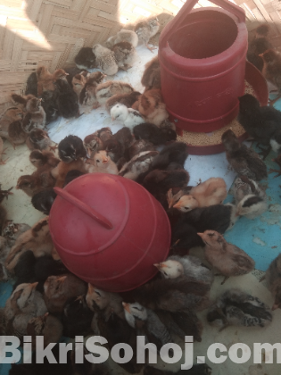 দেশি মুরগি